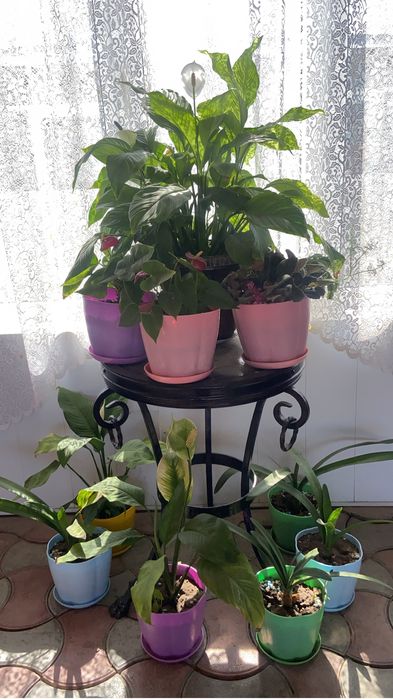 Комнатные цветы рамтения