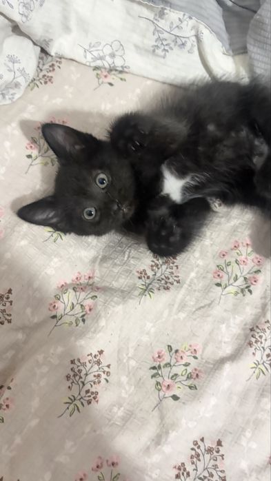Отдам даром котенка