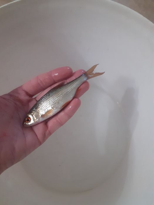 Продам живец чебак