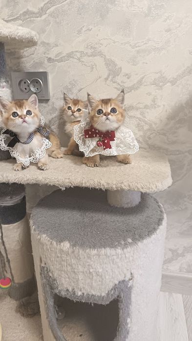 Золотая шиншилла малыши