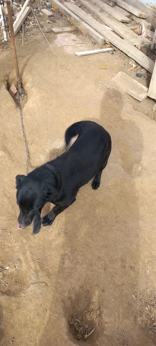 Щенки бесплатно отдам