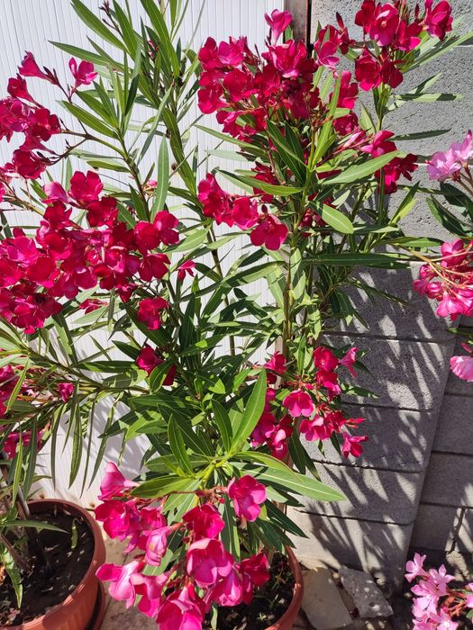 Олеандър ( Зокум )