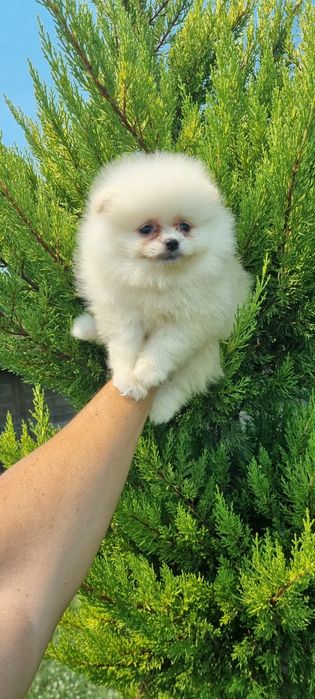 Померан момчета ..