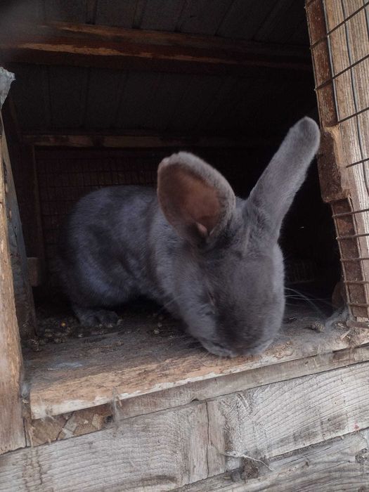 Vând pui uriaș german vârstă 4 luni și femela albastru vienez
