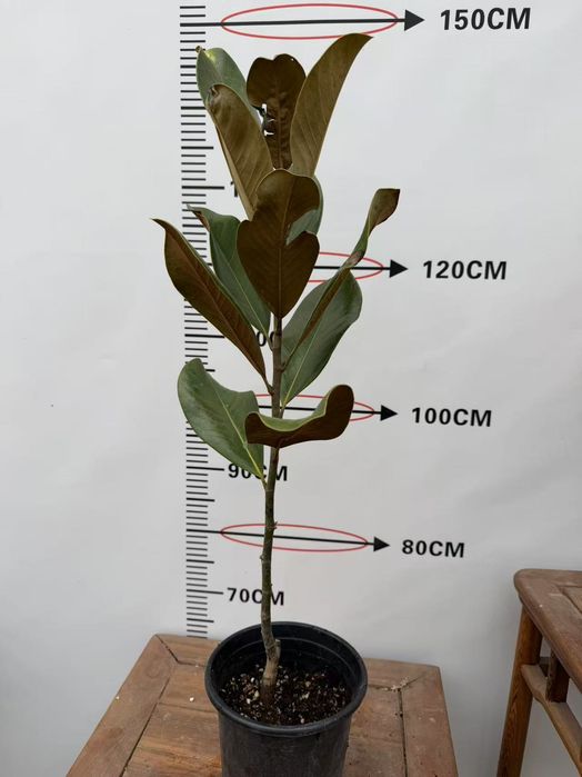 Магнолия грандифлора magnolia graniflora