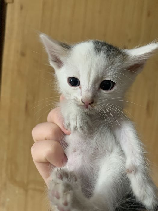 отдам котенка в добрые руки