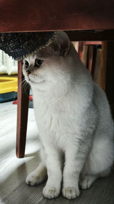 Вязка ! чистакровная Серебрестая Шиншилла  NS11 приглашаем кошек !