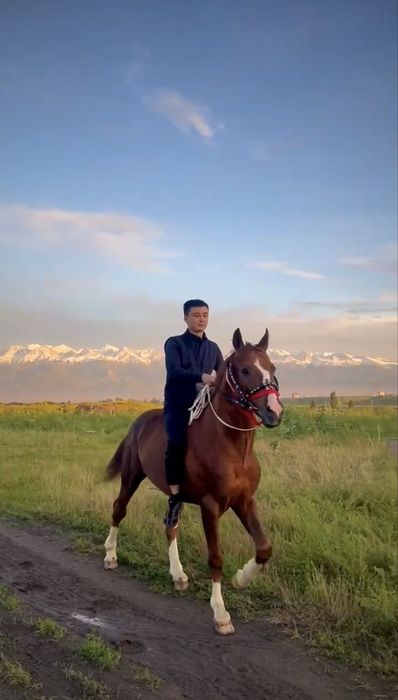 Айгыр сатылады, 5 каска