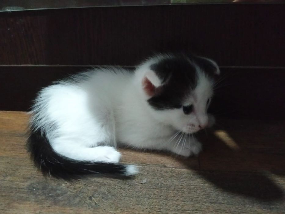 Котята вислоушки