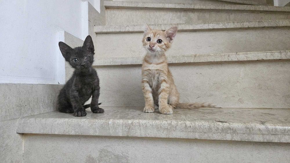 Подарявам малки котета