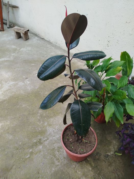 Fikus rezina daraxti sotiladi

1 yillik, sog‘lom va chiroyli gul.