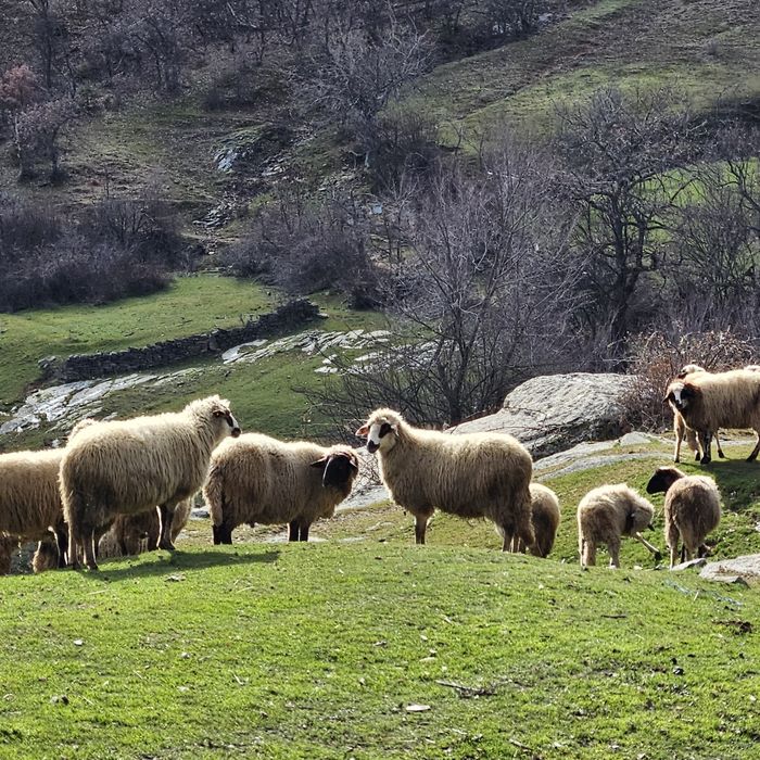 Продавам стадо овце – 60 броя