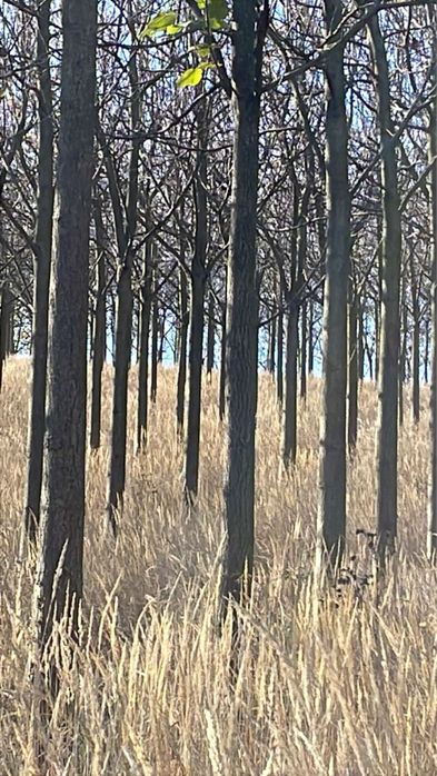 Vand trunchi de Paulownia !