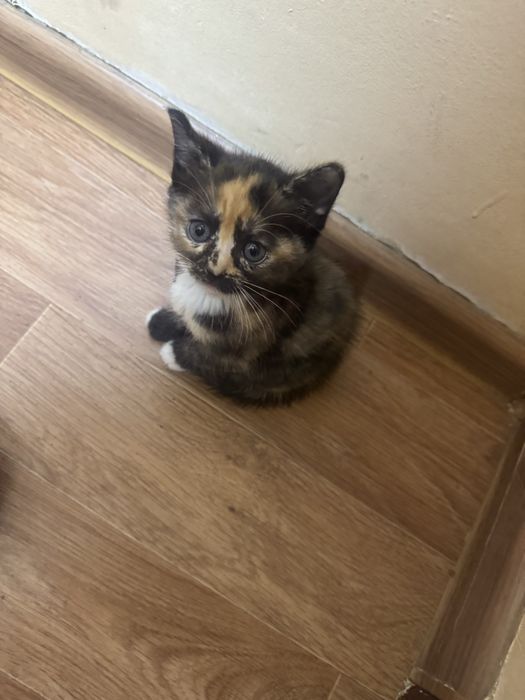 Отдам котят в хорошие руки