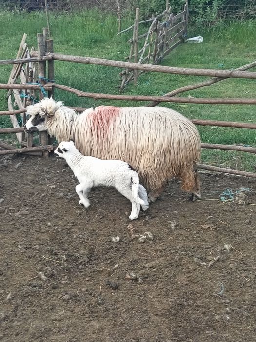 De vânzare oaie cu  un miel. Mieluță