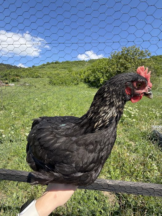 Cocoși tineri de vânzare sau schimb– diferite culori