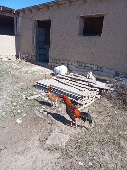 Бойтцовый қораз мекен сатылады