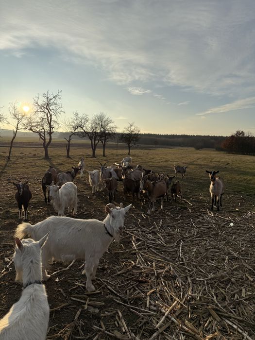 Vând capre românești