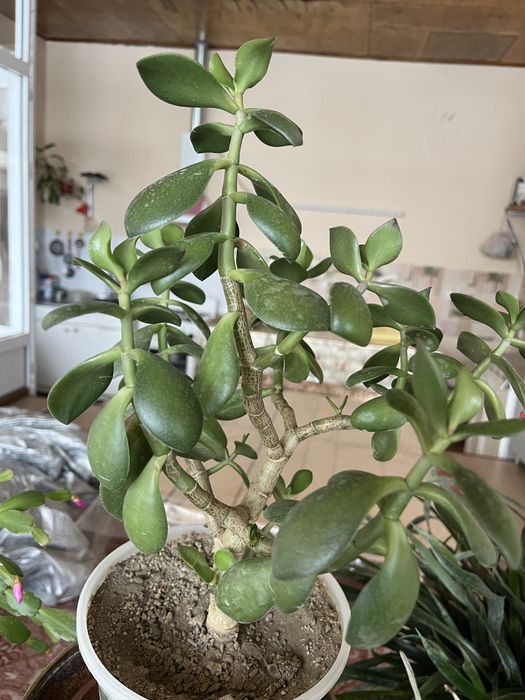 Хонаки гуллар сотилади, қиммат эмас. Шошилинг