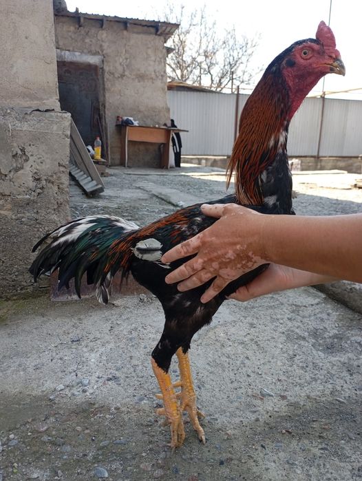 Дакан нннннннннннн