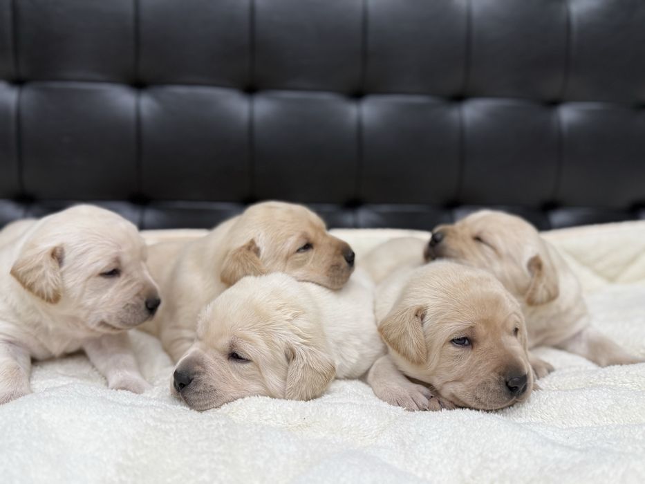 Чистокръвни Лабрадор Ретривар: