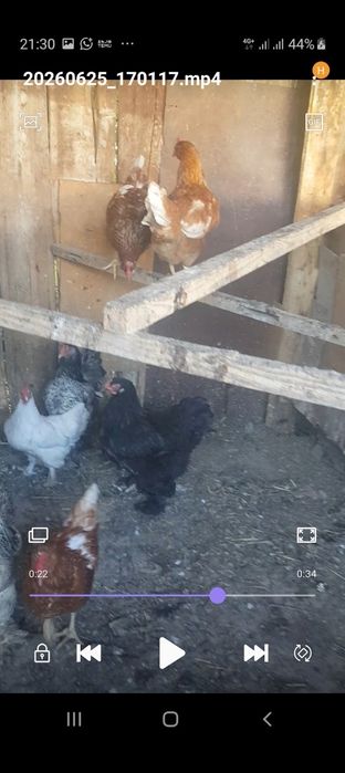 Продам курей и циплят