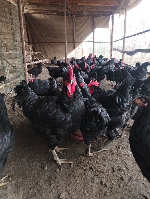 Qora shaxzoda xoʻrozlari sotiladi