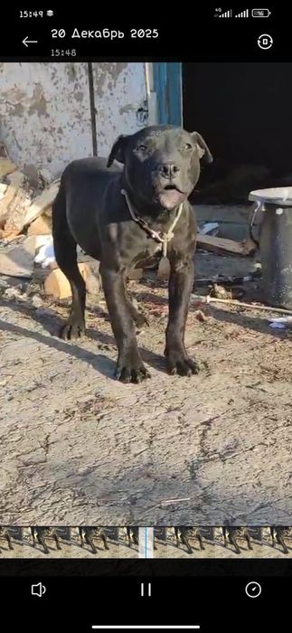 Щенок 4 месяца продам