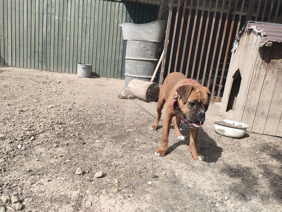 Боксер самка Продается