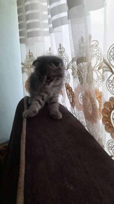 Кошка 2 месяца продается