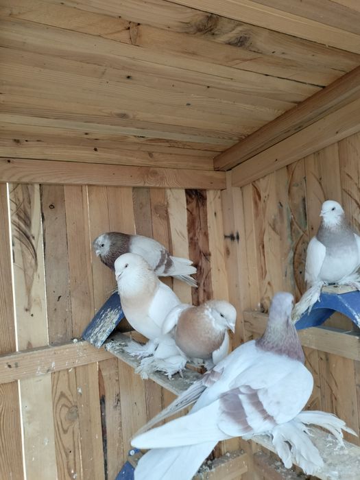 Продам голубей, голуби продажа