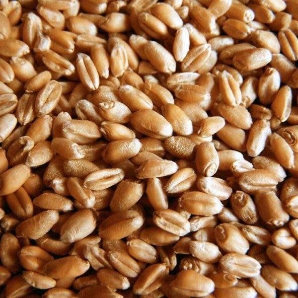 Продам пшеницу чистую