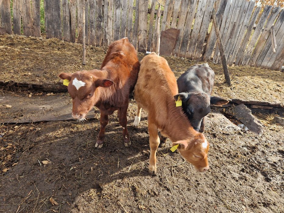 Продам телят бычки 2,5,мес