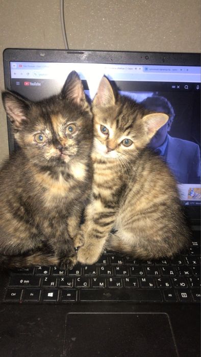Две маленькие кошечки ищут дом