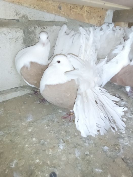 Vând porumbei rotați 150 perechea