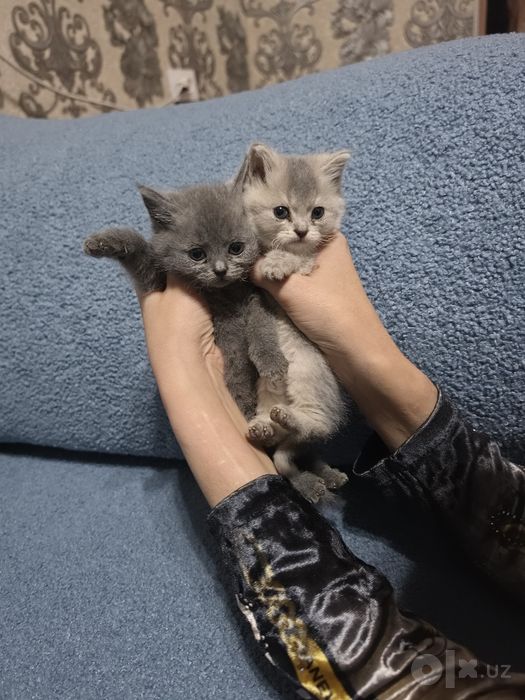 Мушукчалар тозза  зот