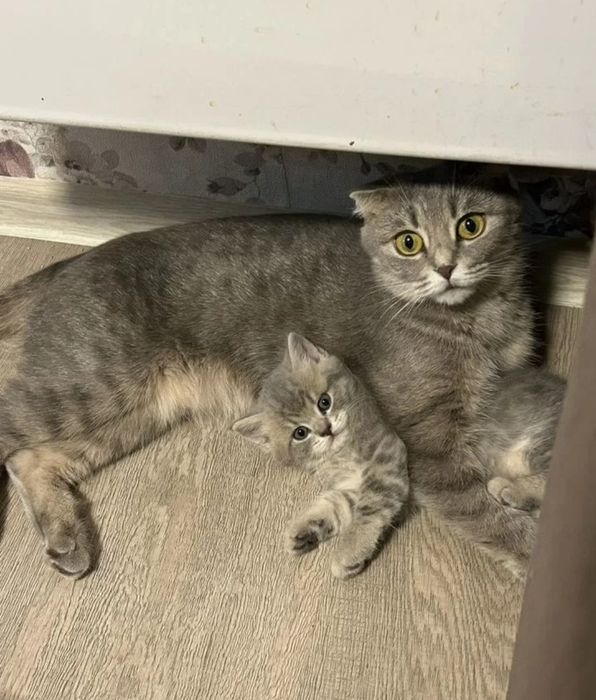 Британский котенок