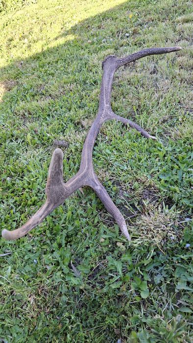 Еленски рог единичен