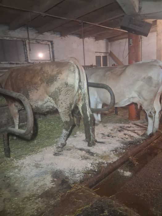 Vacă  balțată rominească