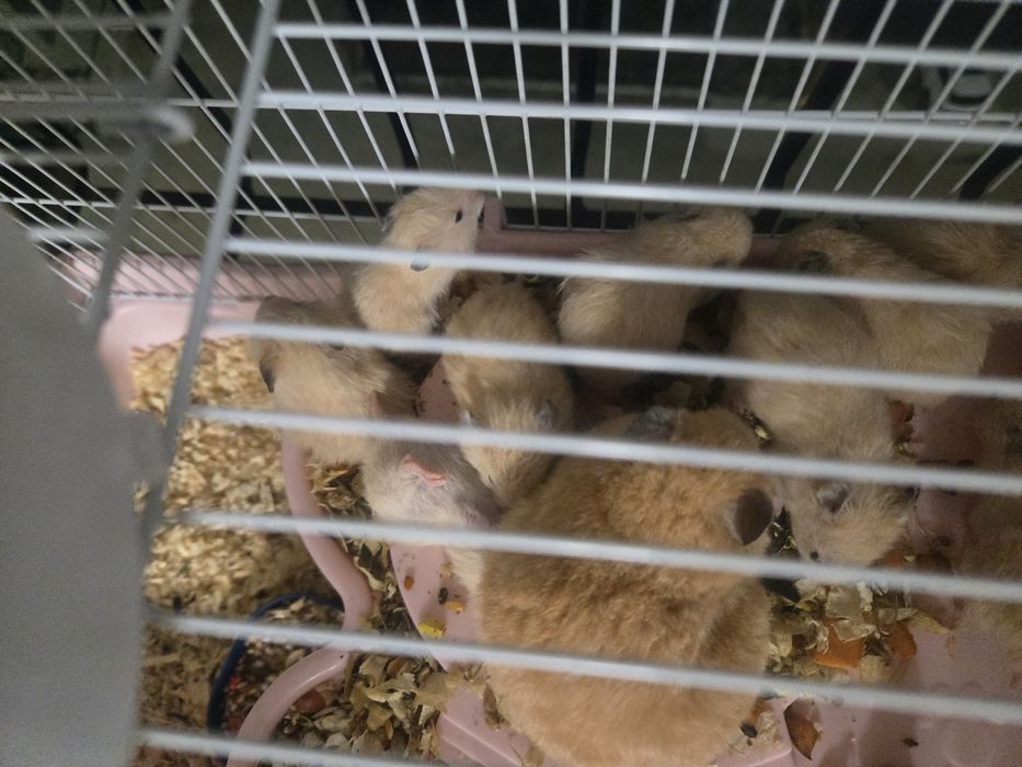 Продаётся сирийские хомячки