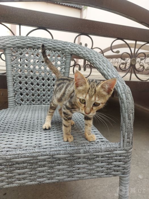 Отдам котенка в добрые руки