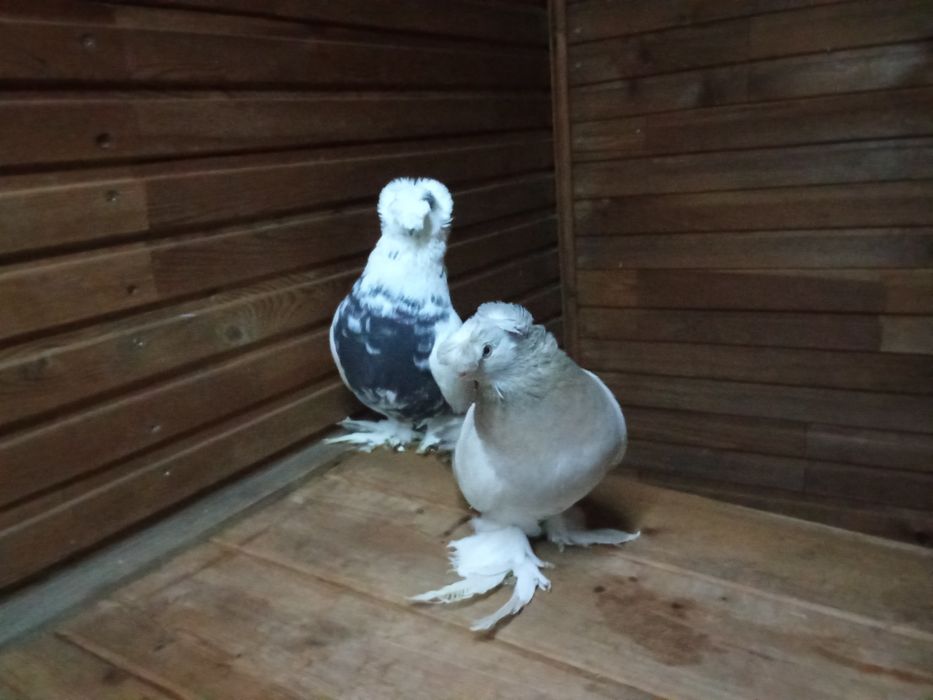 Голуби на продажу