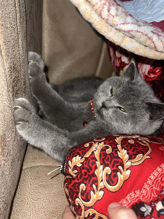 Skotsh britsh toza zotli