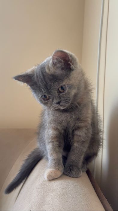 Британски късокосмести котета