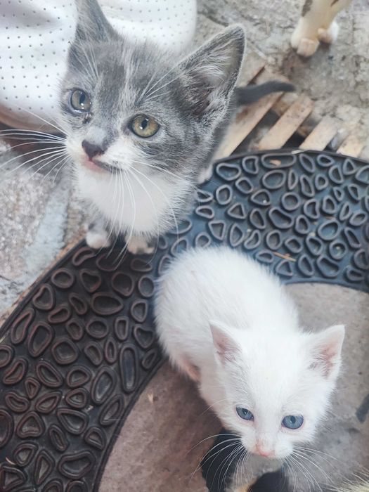 Подарявам котета на грижовни стопани!