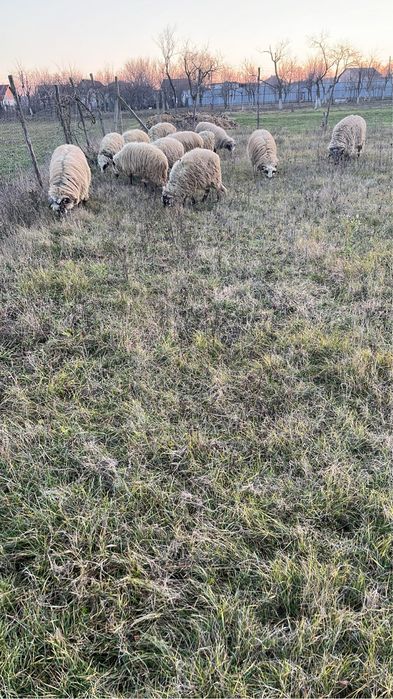 Berbeci tinerii si carlanii