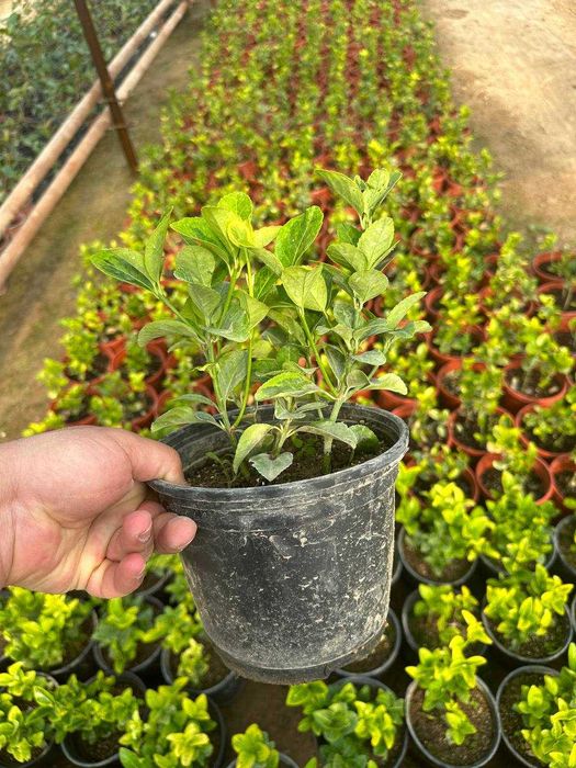 Euonymus Japonica Aurea 3 L.Брисклет аура, браво, гринспринс. Лисидум