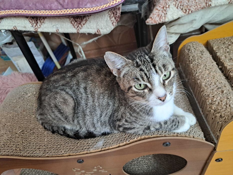 кошечке нужен дом