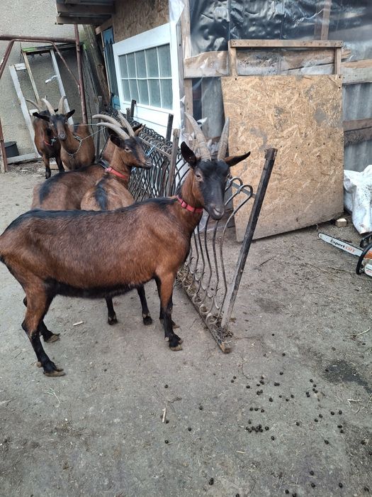 De vinzare capre alpine Otopeni • OLX.ro