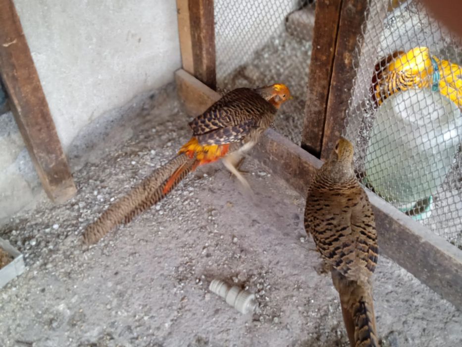 Утки мандаринки .